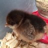 southernclucker