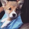 WendallTheCorgi