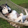 muttsmutt