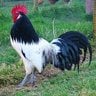 Brave Rooster