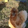 irishsilkie