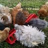 cluckcluck75