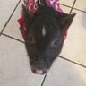 wilburmspiggy