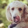 greensgoldens