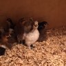 Sansilkies