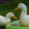 duckies1230