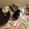WhippsandChooks