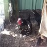 kizzy chicken04