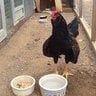 Freddy rooster