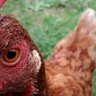 chickenflower