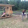MooreSulaChicks