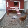 Chickenboyblues