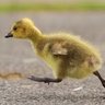 duckylover2201
