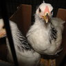 flbrahmachicks