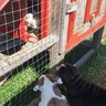 chicksnbullies
