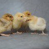 TarokoSilkies