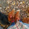 clarkfarm16