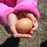 Saritas Egg