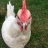 FiveChickens