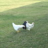 Lovingchicken