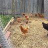 Joeys Chickens