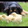 Chicken-Lady14