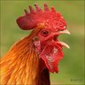 chickenlittle07