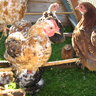 clucker125