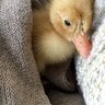 My Patito