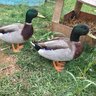 ducks4days