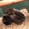 NVChix