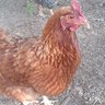chickmom1978