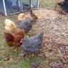 Gogochickens