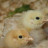 Chick0909