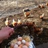 Chickenbaakbaak