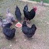 Shalomychicks