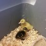 nocluckinwayy