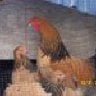 PoultryPeeps