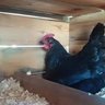 mtnchickens303