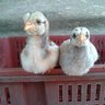 Belle Chickens
