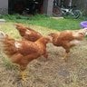 ChickensMomma
