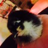 alychicks