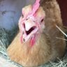 AZ chickens
