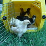 Hippie3Chicks