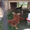 Imachickchick80