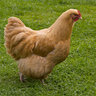 chickennomz