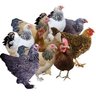 DanversChickens