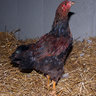 AlvinstonSusan