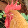 Amatino