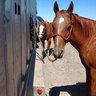 norcalhorseman